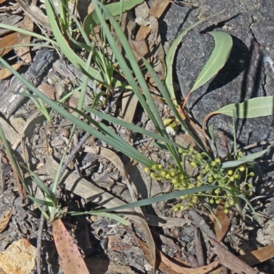 Lomandra filiformis subsp. coriacea (Wattle Matrush) at Canberra Central, ACT - 23 Nov 2015 by galah681