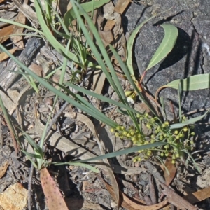 Lomandra filiformis subsp. coriacea at Canberra Central, ACT - 23 Nov 2015
