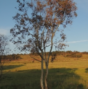 Eucalyptus blakelyi at Bonython, ACT - 25 Oct 2015
