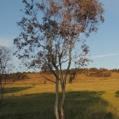 Eucalyptus blakelyi (Blakely's Red Gum) at Bonython, ACT - 25 Oct 2015 by michaelb