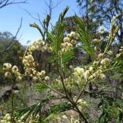 Acacia mearnsii (Black Wattle) at Black Mountain - 22 Nov 2015 by galah681