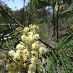 Acacia mearnsii at Point 4999 - 23 Nov 2015