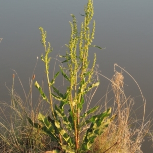 Rumex crispus at Bonython, ACT - 25 Oct 2015