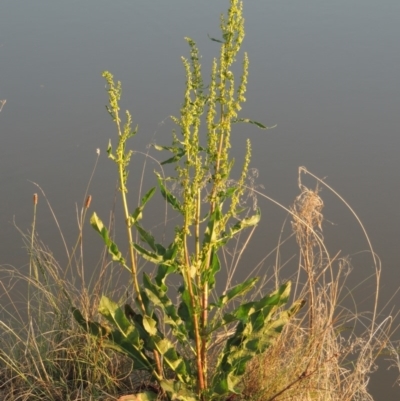 Rumex crispus (Curled Dock) at Pine Island to Point Hut - 25 Oct 2015 by michaelb