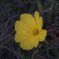 Oenothera stricta subsp. stricta (Common Evening Primrose) at Bonython, ACT - 25 Oct 2015 by MichaelBedingfield