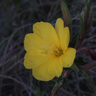 Oenothera stricta subsp. stricta (Common Evening Primrose) at Bonython, ACT - 25 Oct 2015 by michaelb