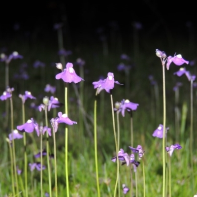 Utricularia dichotoma (Fairy Aprons, Purple Bladderwort) at Bonython, ACT - 25 Oct 2015 by michaelb