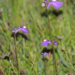 Utricularia dichotoma at Bonython, ACT - 25 Oct 2015