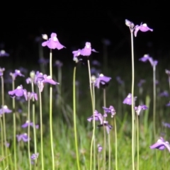 Utricularia dichotoma at Bonython, ACT - 25 Oct 2015