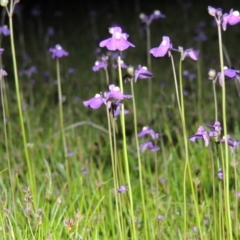 Utricularia dichotoma at Bonython, ACT - 25 Oct 2015