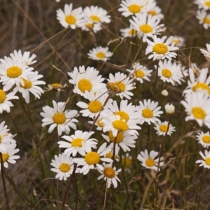 Leucanthemum vulgare at Cotter River, ACT - 5 Dec 2015 12:00 AM