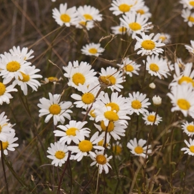 Leucanthemum vulgare (Ox-eye Daisy) at Cotter River, ACT - 4 Dec 2015 by MichaelMulvaney