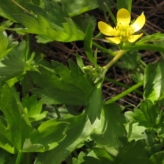 Ranunculus muricatus (Sharp Buttercup) at Hall, ACT - 26 Sep 2015 by pinnaCLE