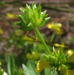 Ranunculus muricatus (Sharp Buttercup) at Hall, ACT - 9 Oct 2015 by pinnaCLE