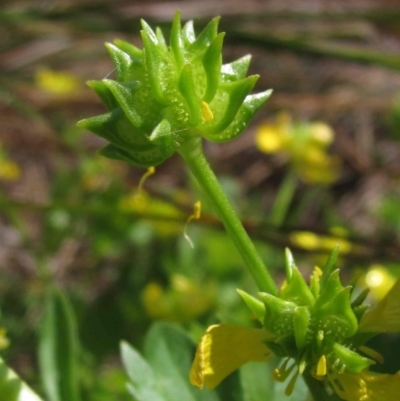 Ranunculus muricatus (Sharp Buttercup) at Hall, ACT - 9 Oct 2015 by pinnaCLE