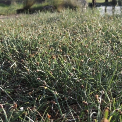 Schoenoplectus pungens (Common Three-Square) at Gordon, ACT - 28 Oct 2015 by MichaelBedingfield