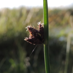 Schoenoplectus pungens at Gordon, ACT - 28 Oct 2015 06:52 PM