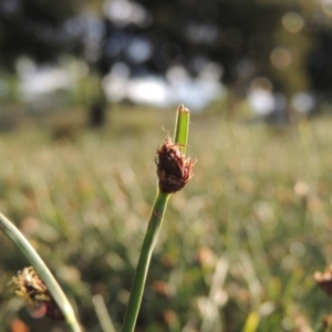 Schoenoplectus pungens at Gordon, ACT - 28 Oct 2015 06:52 PM