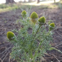 Matricaria discoidea (Rounded Chamomille) at Gordon, ACT - 28 Oct 2015 by MichaelBedingfield