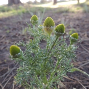 Matricaria discoidea at Gordon, ACT - 28 Oct 2015