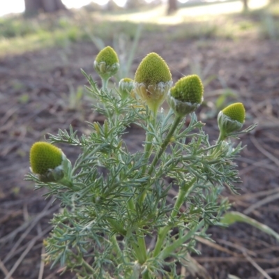 Matricaria discoidea (Rounded Chamomille) at Gordon, ACT - 28 Oct 2015 by michaelb