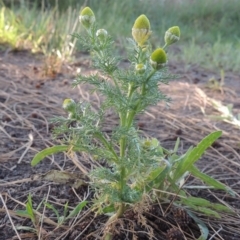 Matricaria discoidea at Gordon, ACT - 28 Oct 2015