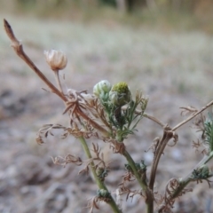 Matricaria discoidea at Gordon, ACT - 28 Oct 2015 06:55 PM