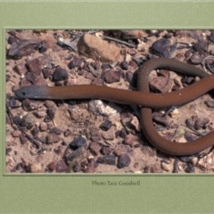 Pygopus lepidopodus (Common Scaly-foot) at Paddys River, ACT - 10 Jan 1971 by GeoffRobertson