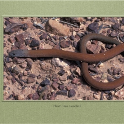 Pygopus lepidopodus (Common Scaly-foot) at Tidbinbilla Nature Reserve - 10 Jan 1971 by GeoffRobertson