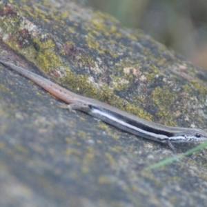 Morethia boulengeri at Red Hill, ACT - 19 Nov 2015 06:10 PM