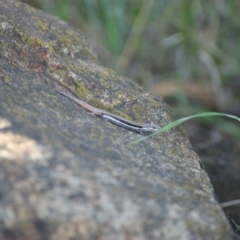 Morethia boulengeri at Red Hill, ACT - 19 Nov 2015 06:10 PM