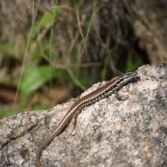 Eulamprus tympanum (Southern Water Skink) at Paddys River, ACT - 28 Nov 2015 by roymcd