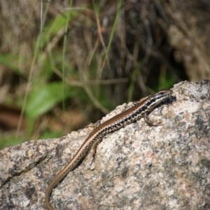 Eulamprus tympanum at Paddys River, ACT - 28 Nov 2015 02:59 PM