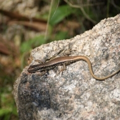 Eulamprus tympanum at Paddys River, ACT - 28 Nov 2015 02:59 PM