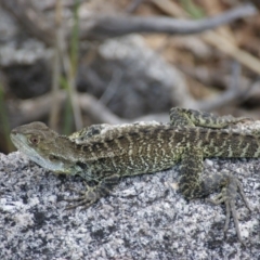 Intellagama lesueurii howittii (Gippsland Water Dragon) at Tidbinbilla Nature Reserve - 28 Nov 2015 by roymcd