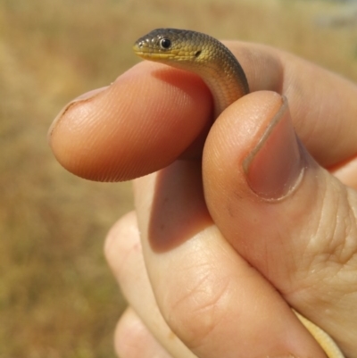 Delma inornata (Olive Legless-lizard) at Macgregor, ACT - 3 Dec 2015 by anigruber