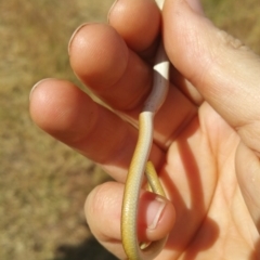 Delma inornata at Macgregor, ACT - 3 Dec 2015 12:00 AM