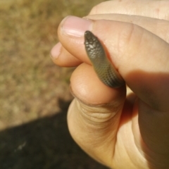 Delma inornata at Macgregor, ACT - 3 Dec 2015 12:00 AM