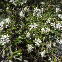 Nematolepis ovatifolia at Charlotte Pass - Kosciuszko NP - 19 Nov 2015 by galah681