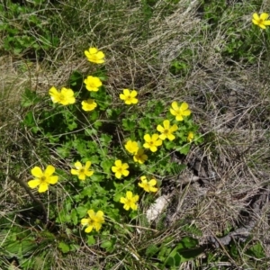 Ranunculus graniticola at Charlotte Pass - Kosciuszko NP - 19 Nov 2015