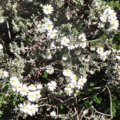 Olearia brevipedunculata (Dusty Daisy Bush) at Kosciuszko National Park, NSW - 19 Nov 2015 by galah681