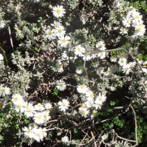 Olearia brevipedunculata at Charlotte Pass - Kosciuszko NP - 19 Nov 2015