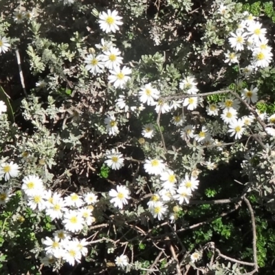 Olearia brevipedunculata (Dusty Daisy Bush) at Charlotte Pass - Kosciuszko NP - 19 Nov 2015 by galah681