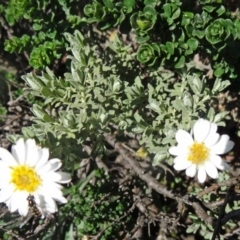 Olearia brevipedunculata at Charlotte Pass - Kosciuszko NP - 19 Nov 2015