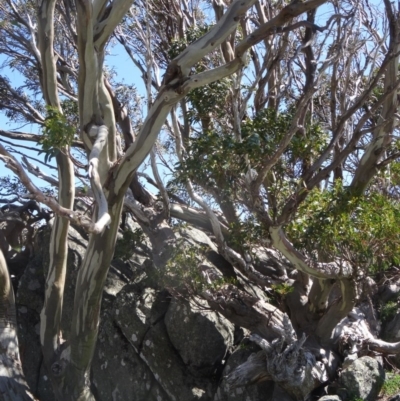 Eucalyptus pauciflora subsp. pauciflora (White Sally, Snow Gum) at Charlotte Pass - Kosciuszko NP - 19 Nov 2015 by galah681