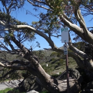 Eucalyptus pauciflora subsp. pauciflora at Charlotte Pass - Kosciuszko NP - 19 Nov 2015