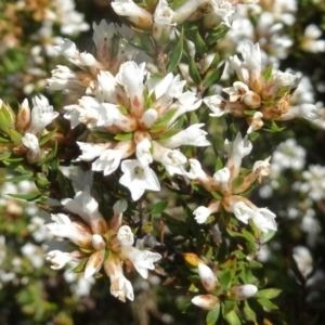 Epacris paludosa at Kosciuszko National Park, NSW - 19 Nov 2015