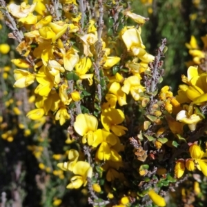 Bossiaea foliosa at Kosciuszko National Park, NSW - 19 Nov 2015