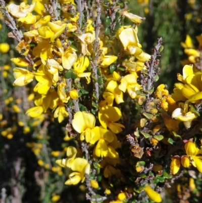 Bossiaea foliosa (Leafy Bossiaea) at Kosciuszko National Park, NSW - 19 Nov 2015 by galah681