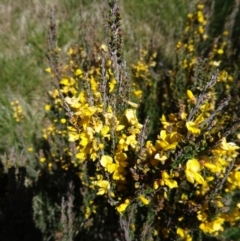 Bossiaea foliosa at Kosciuszko National Park, NSW - 19 Nov 2015